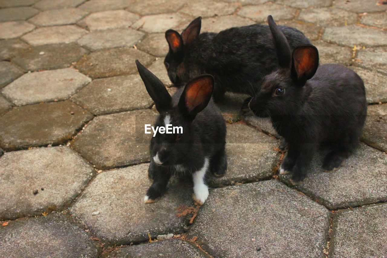 HIGH ANGLE VIEW OF TWO DOGS ON STREET