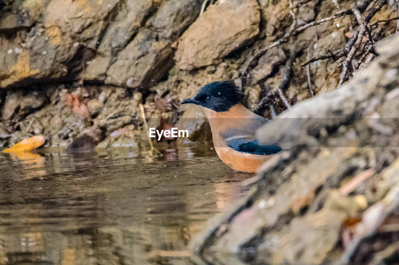 Close-up of bird perching on rock