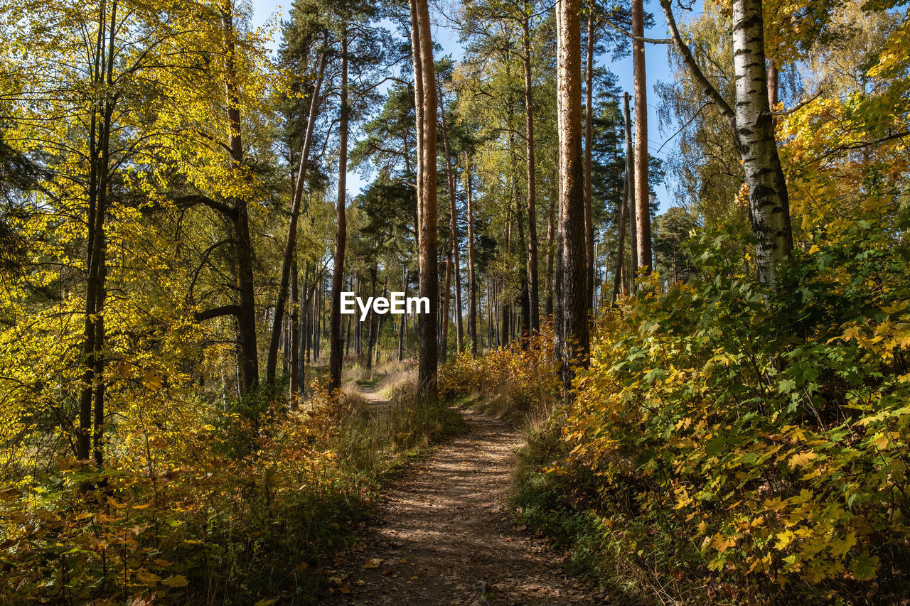 Autumn forest with birch and pine trees in bright yellow leaves on a sunny day.
