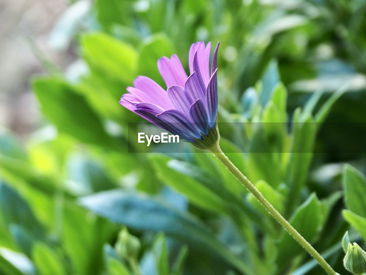 CLOSE-UP OF PURPLE FLOWER