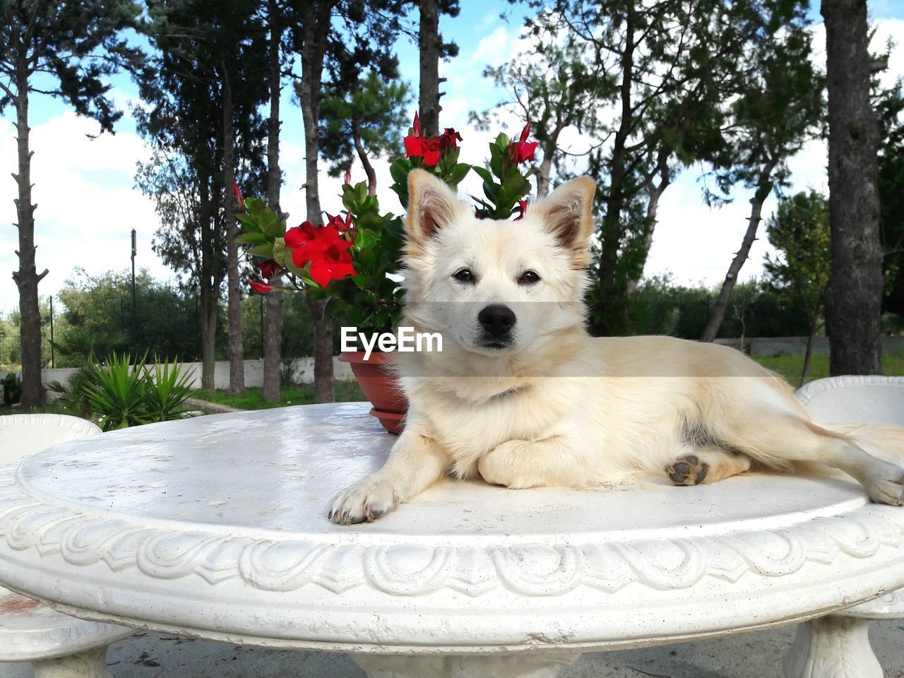 Portrait of white dog against sky