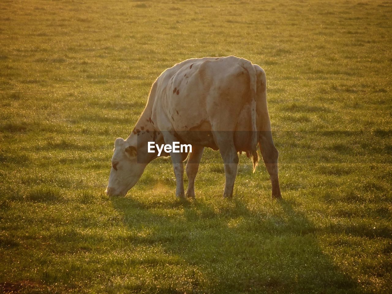 HORSE GRAZING ON FIELD