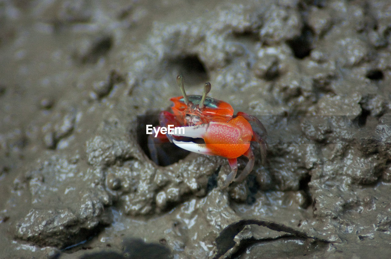 CLOSE-UP OF CRAB SWIMMING IN WATER