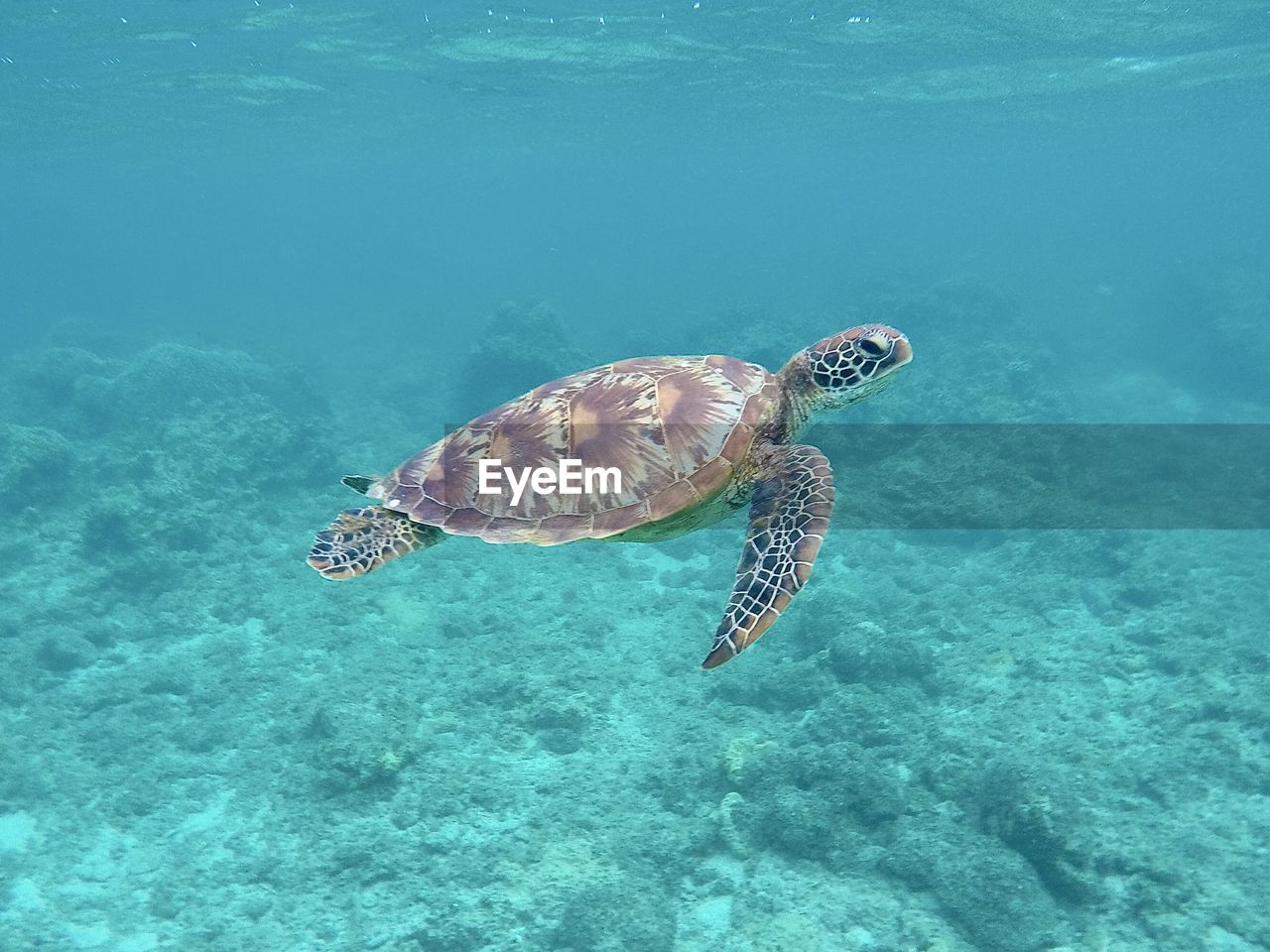 VIEW OF TURTLE SWIMMING IN SEA