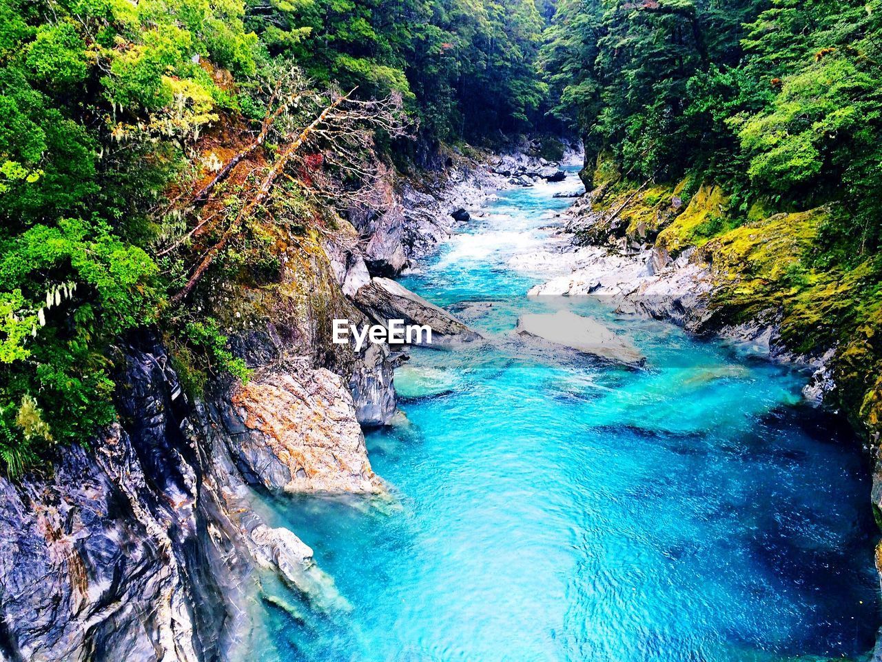 RIVER AMIDST TREES IN FOREST