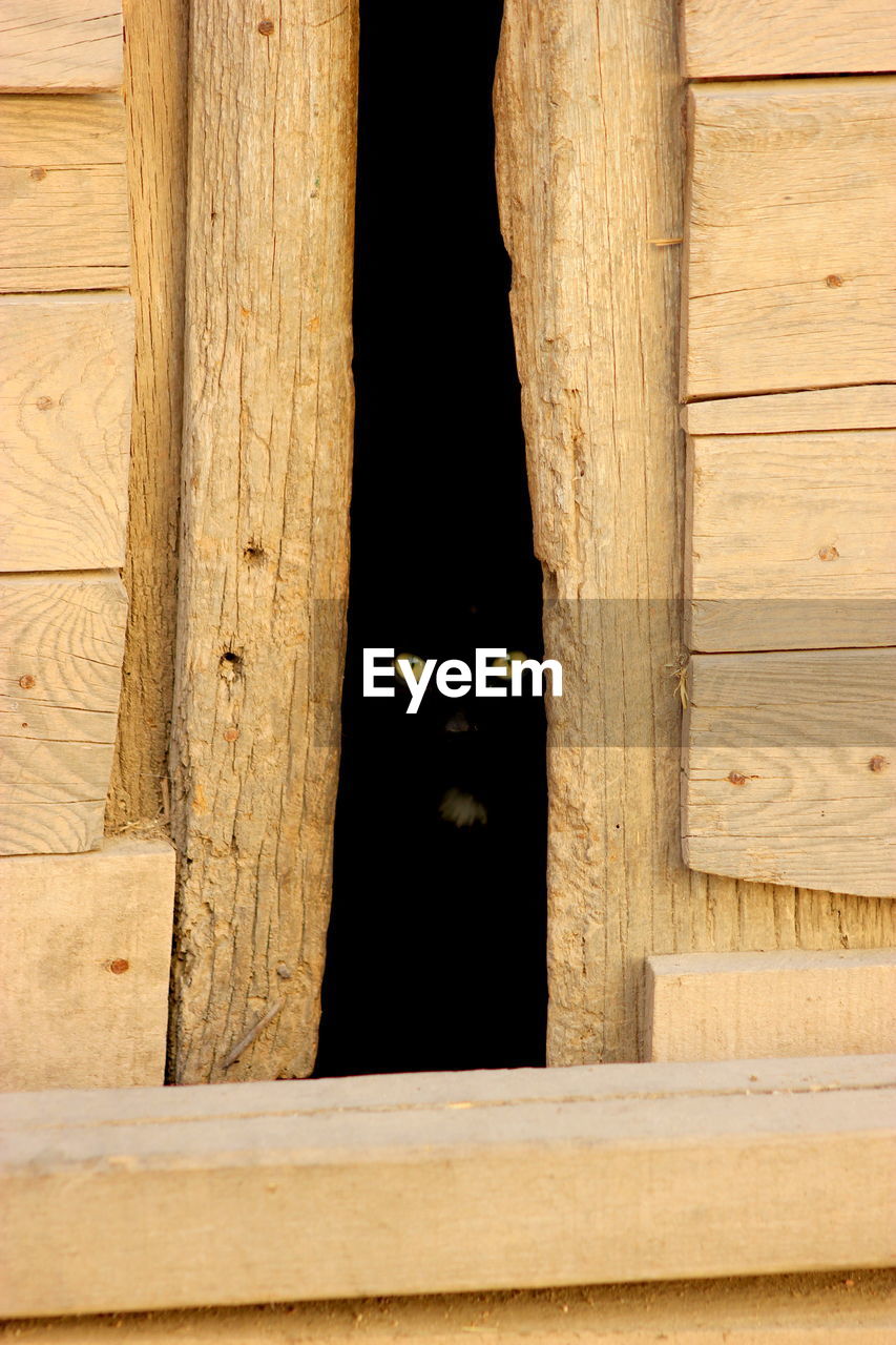 Portrait of cat looking through wooden door