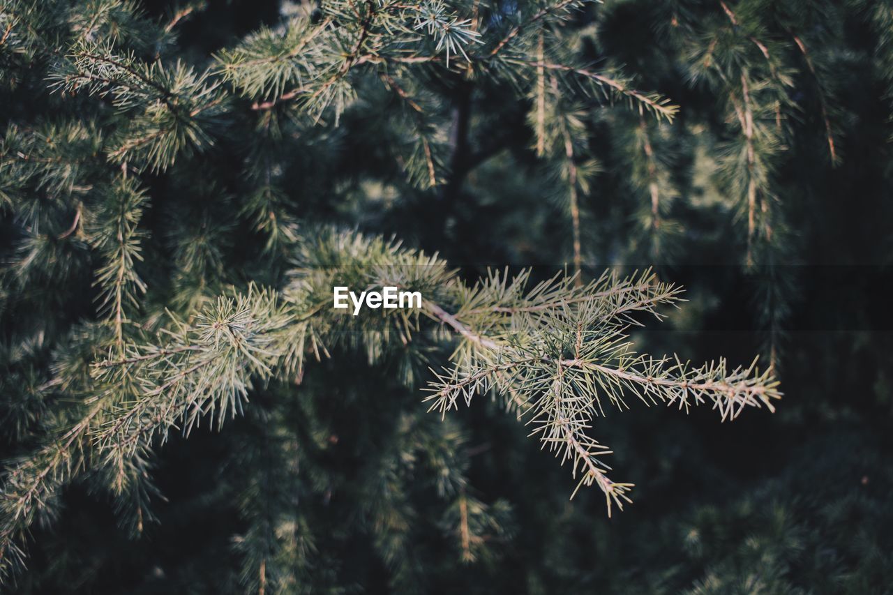 Close-up of pine tree during winter