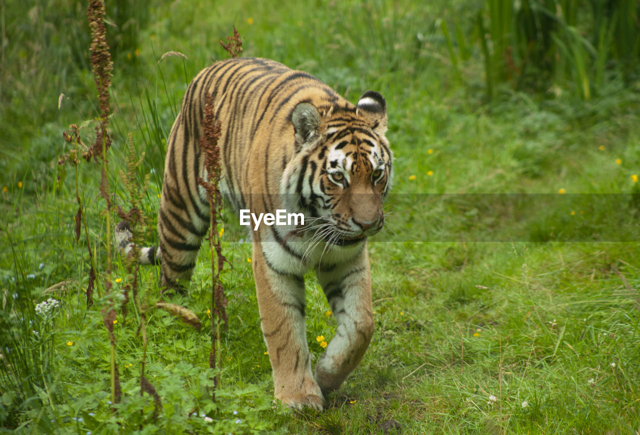 High angle view of tiger walking on grassy field