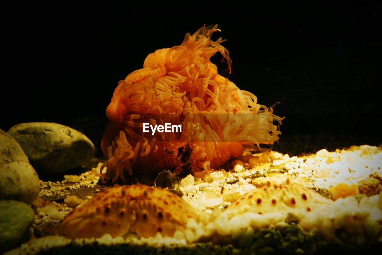 CLOSE-UP OF CRAB IN WATER