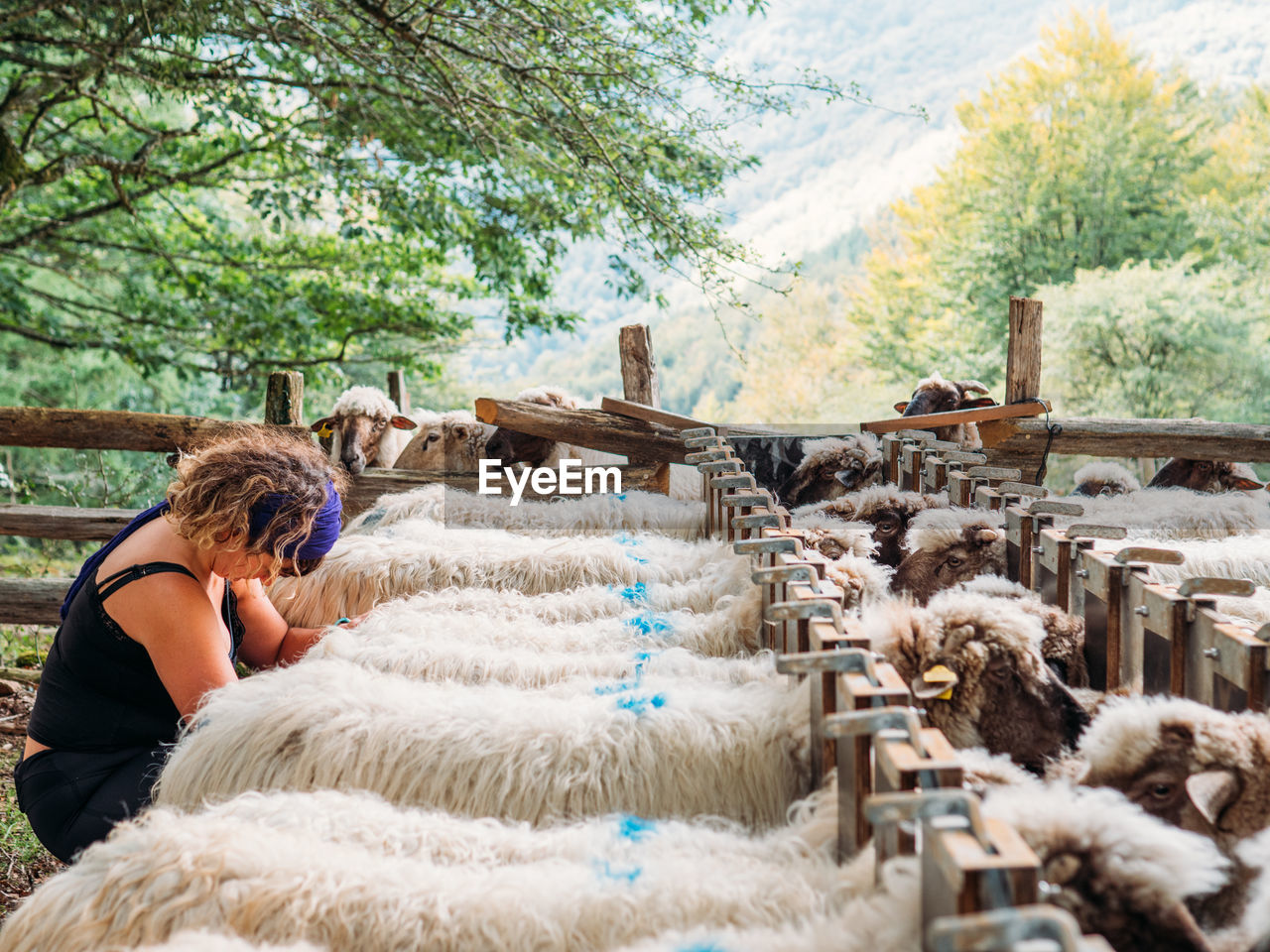 Side view of young female farmer in casual clothes taking care of herd of sheep feeding in farmland on sunny day