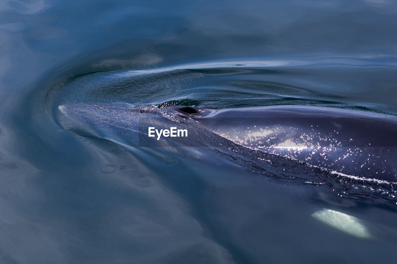 Common minke whale rising out of the st. lawrence river during a sunny summer afternoon
