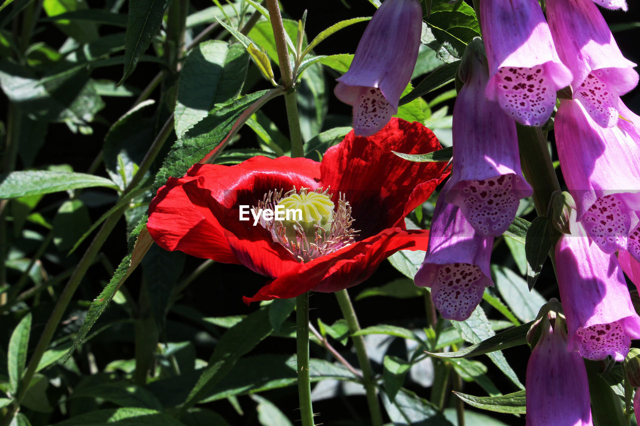 CLOSE-UP OF PURPLE FLOWERING PLANTS