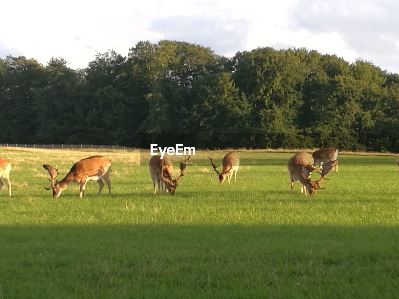 HORSES GRAZING ON GRASSY FIELD