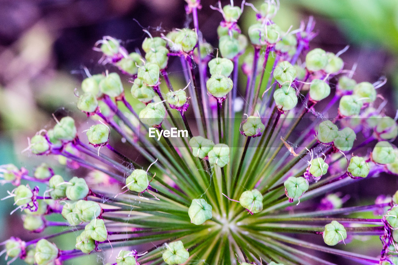 PURPLE FLOWERS BLOOMING IN BLOOM