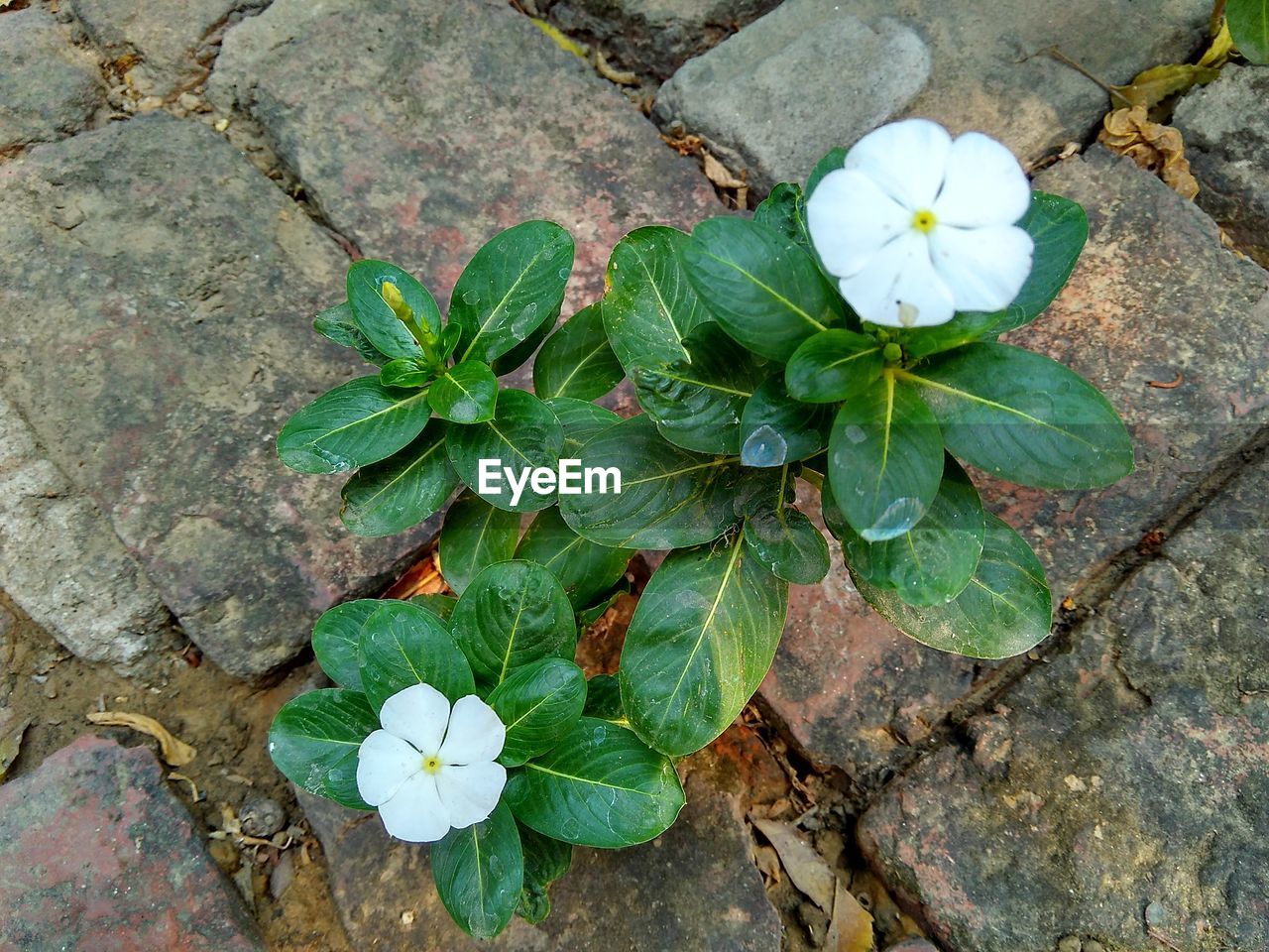 HIGH ANGLE VIEW OF PLANT