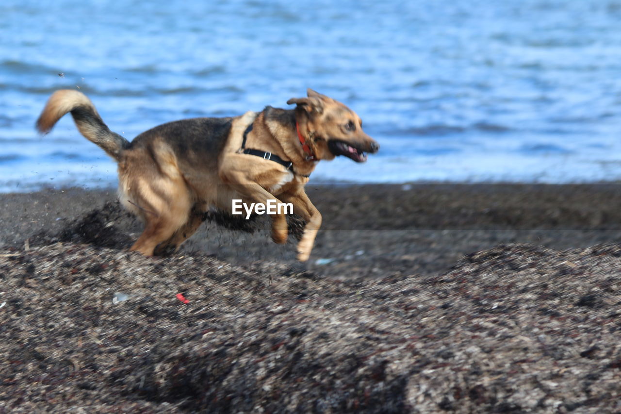 Dog running on beach