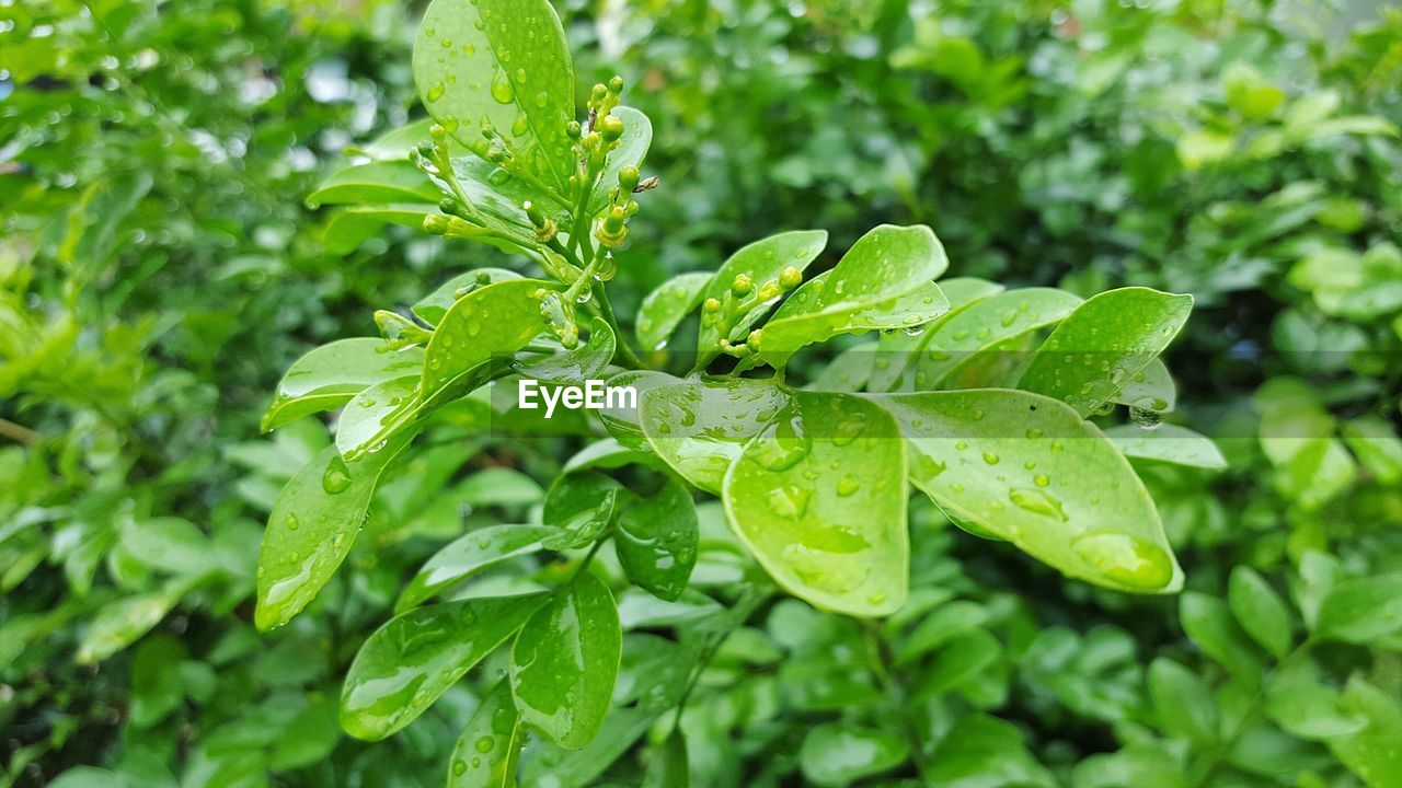 Close-up of wet plants in rainy season