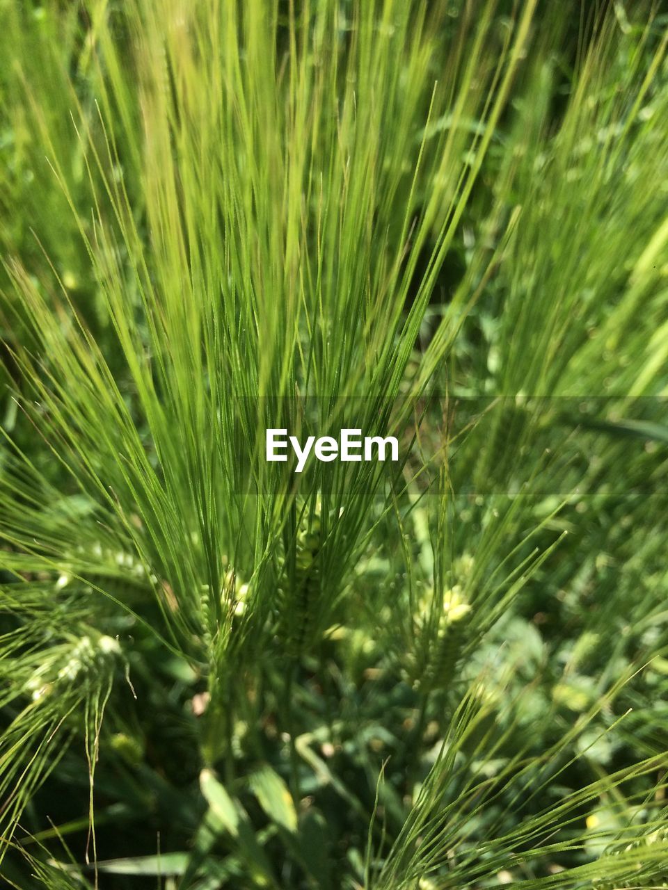 Close-up of pine tree