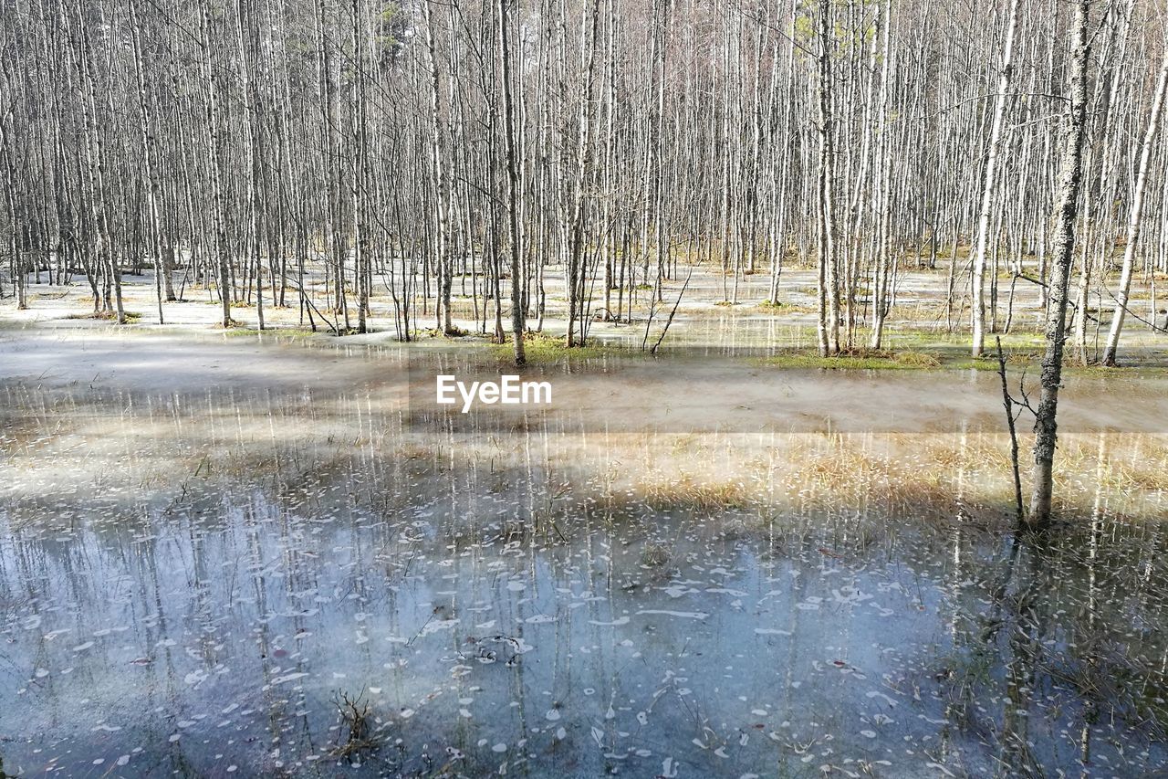 SCENIC VIEW OF TREES REFLECTION IN WATER