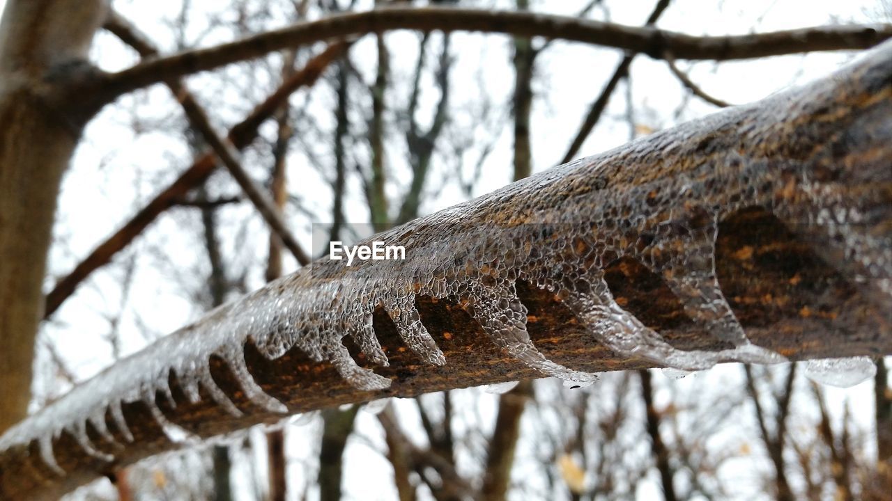 CLOSE-UP OF TREE TRUNK AGAINST BLURRED BACKGROUND