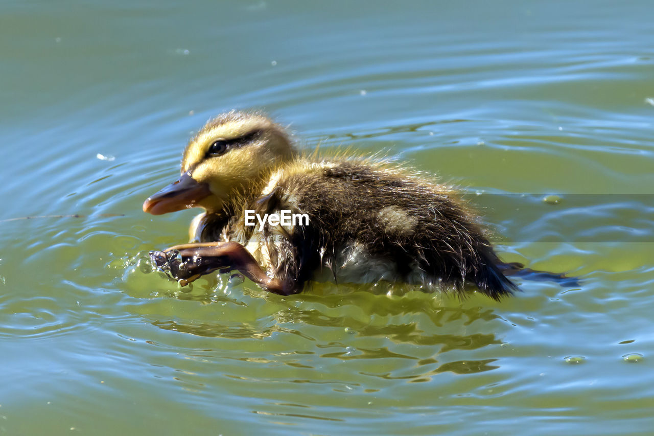 VIEW OF A DUCK IN LAKE