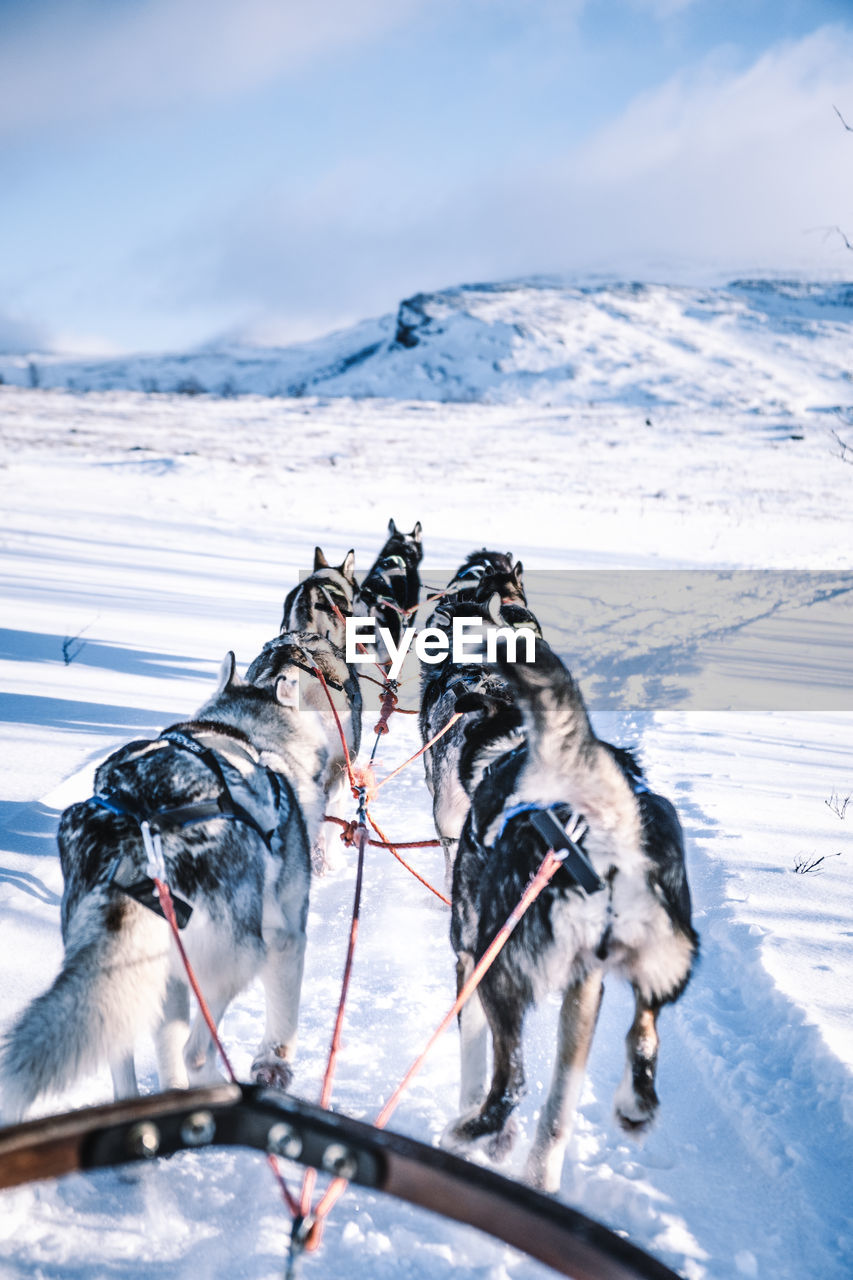 Dog sledding through the snow in abisko nationalpark.