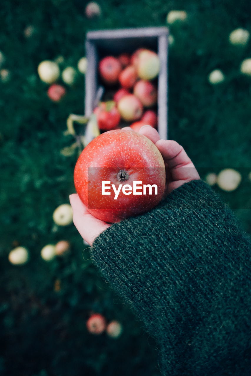 Cropped hand holding apple in orchard