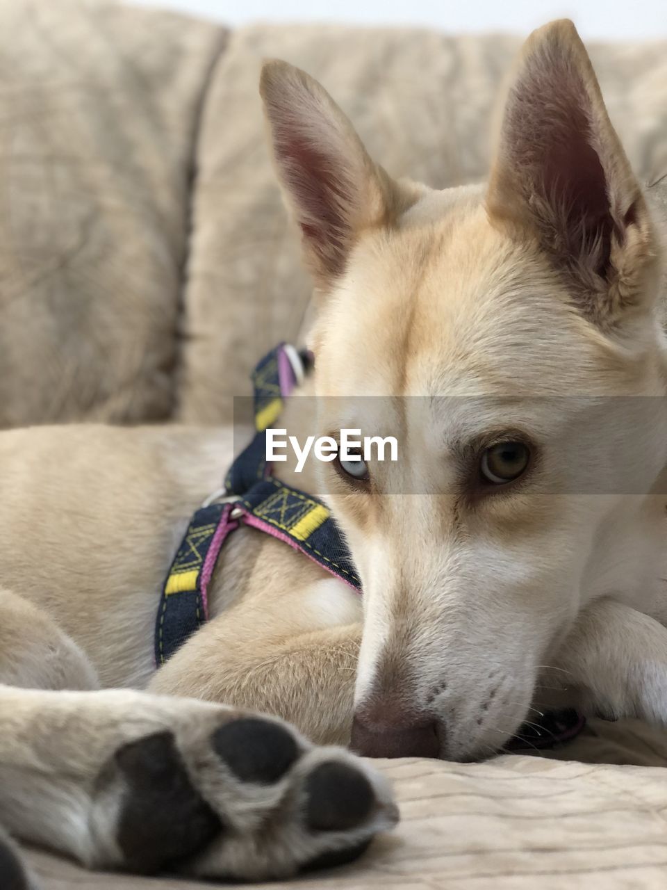 CLOSE-UP OF DOG RESTING