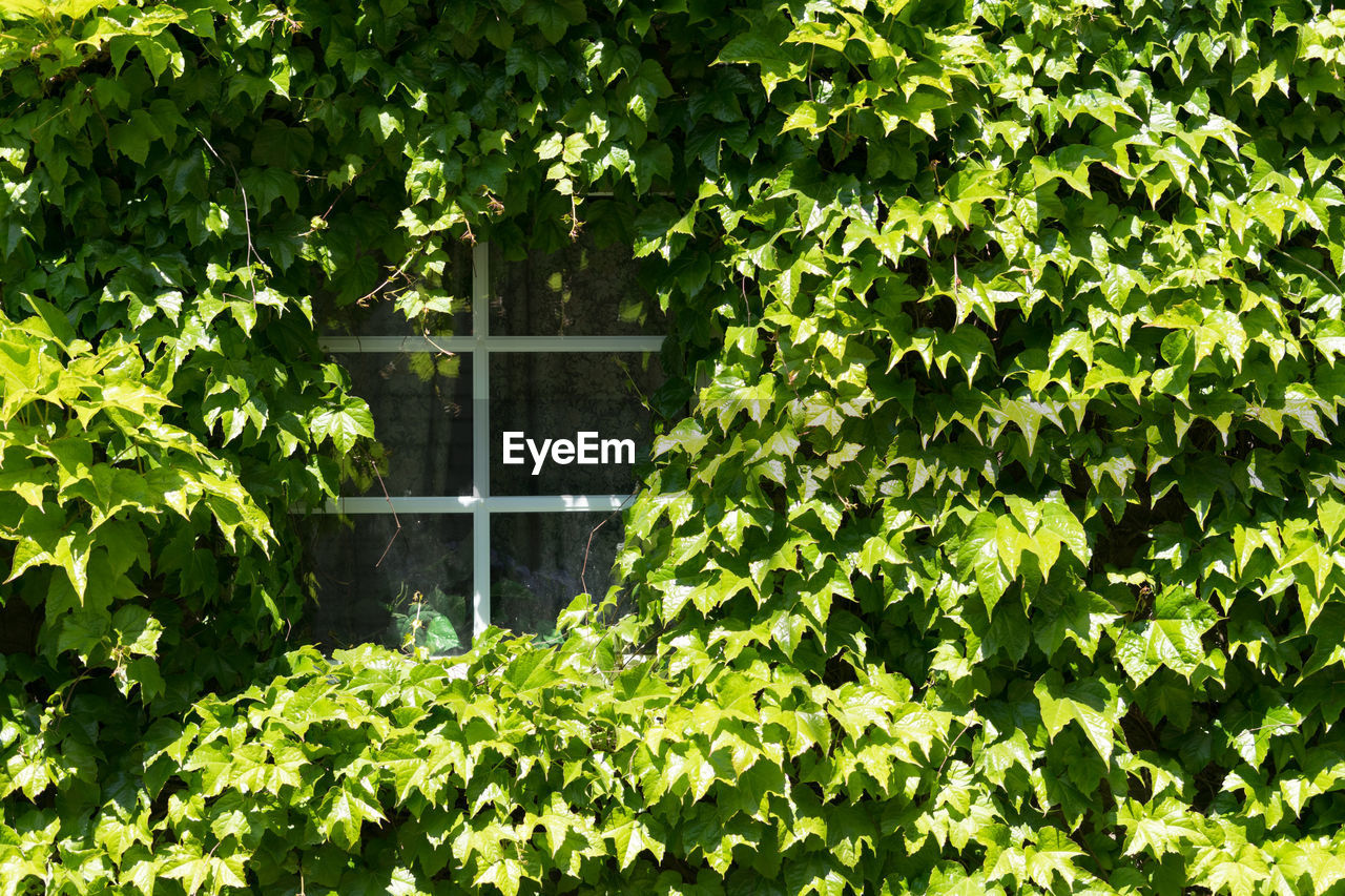 IVY GROWING ON TREE