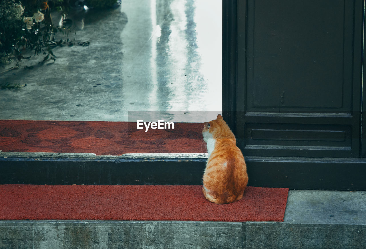 A cat looking out from behind the door