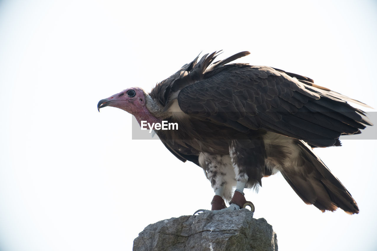 Low angle view of vulture on rock