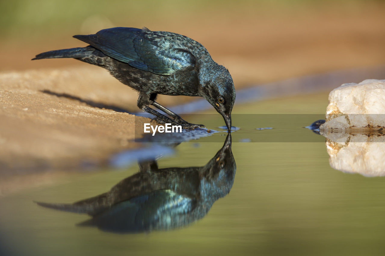 close-up of bird perching on lake