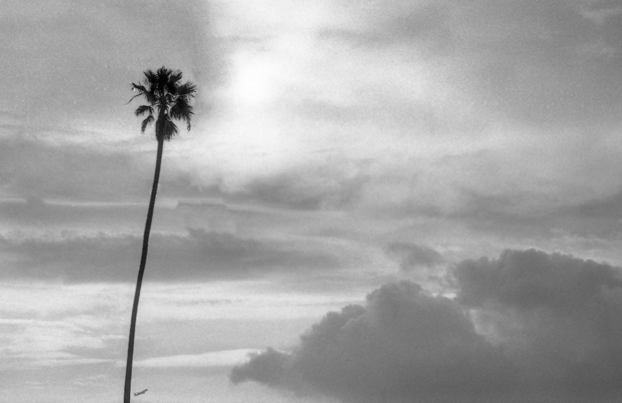 PALM TREES AGAINST CLOUDY SKY