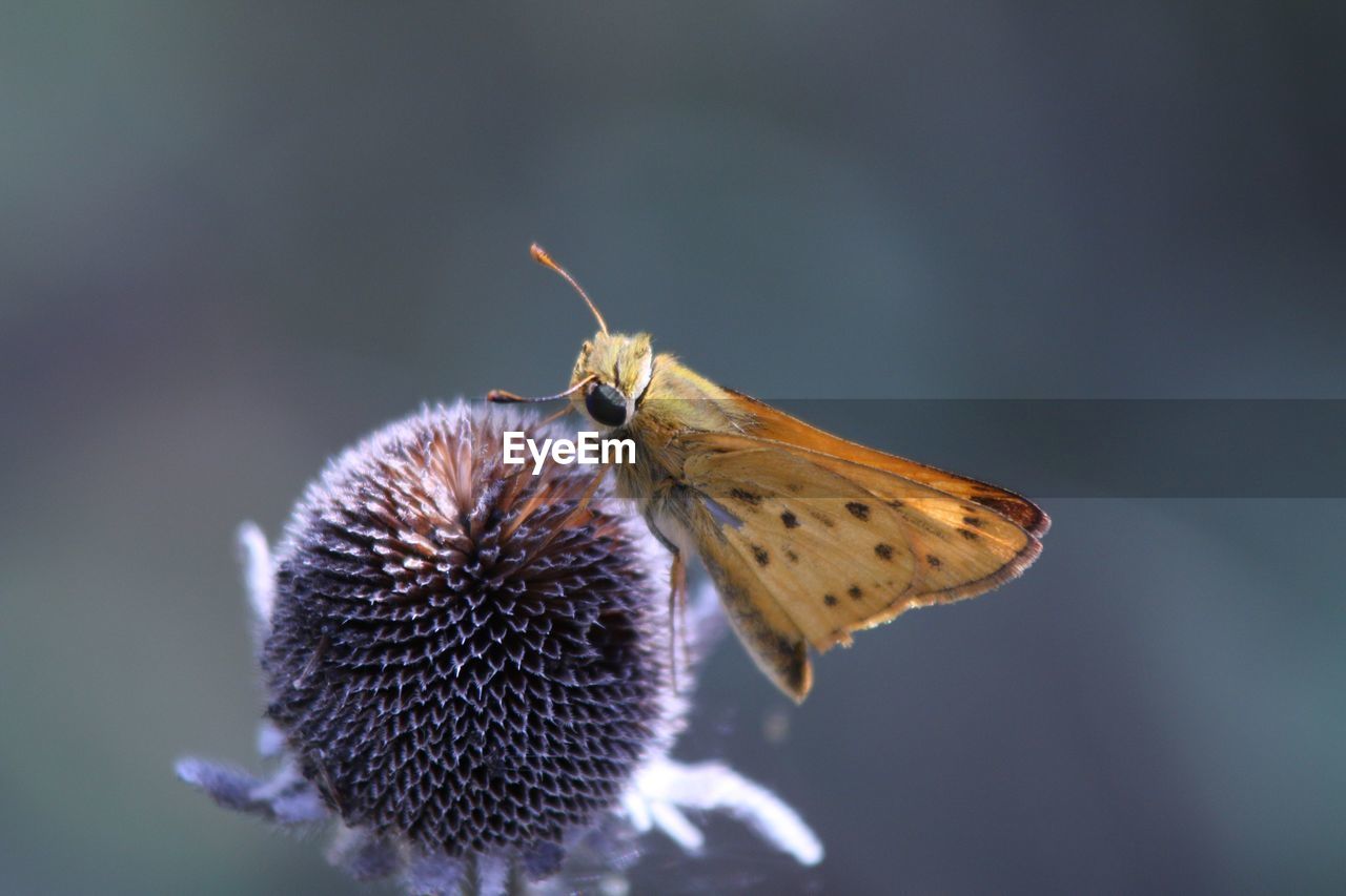 Close-up of butterfly on plant