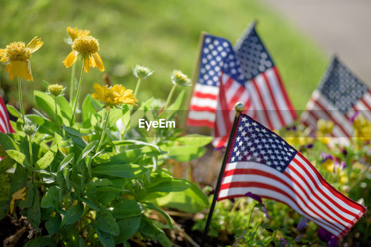 Close-up of american flags in plants