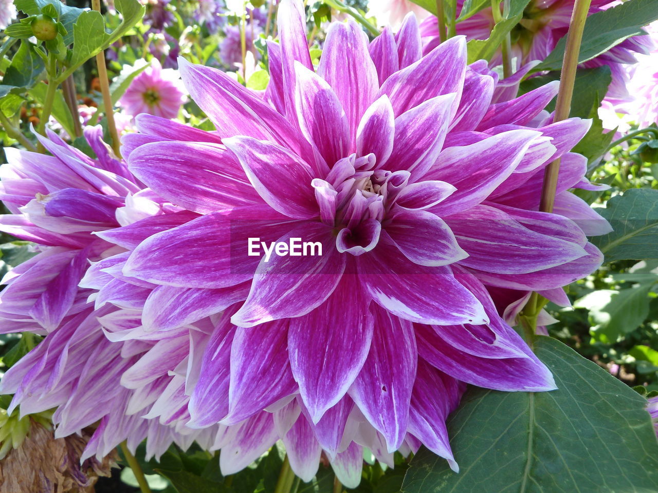 CLOSE-UP OF PINK FLOWERING PLANTS