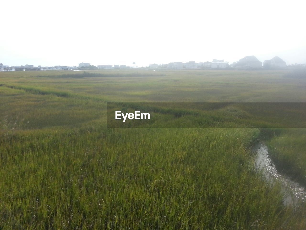 SCENIC VIEW OF GRASSY LANDSCAPE