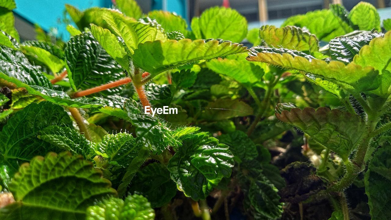 CLOSE-UP OF LEAVES ON PLANT