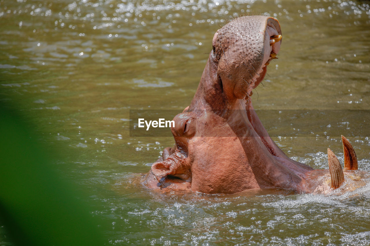 Hippopotamus in lagoon, open zoo, thailand.