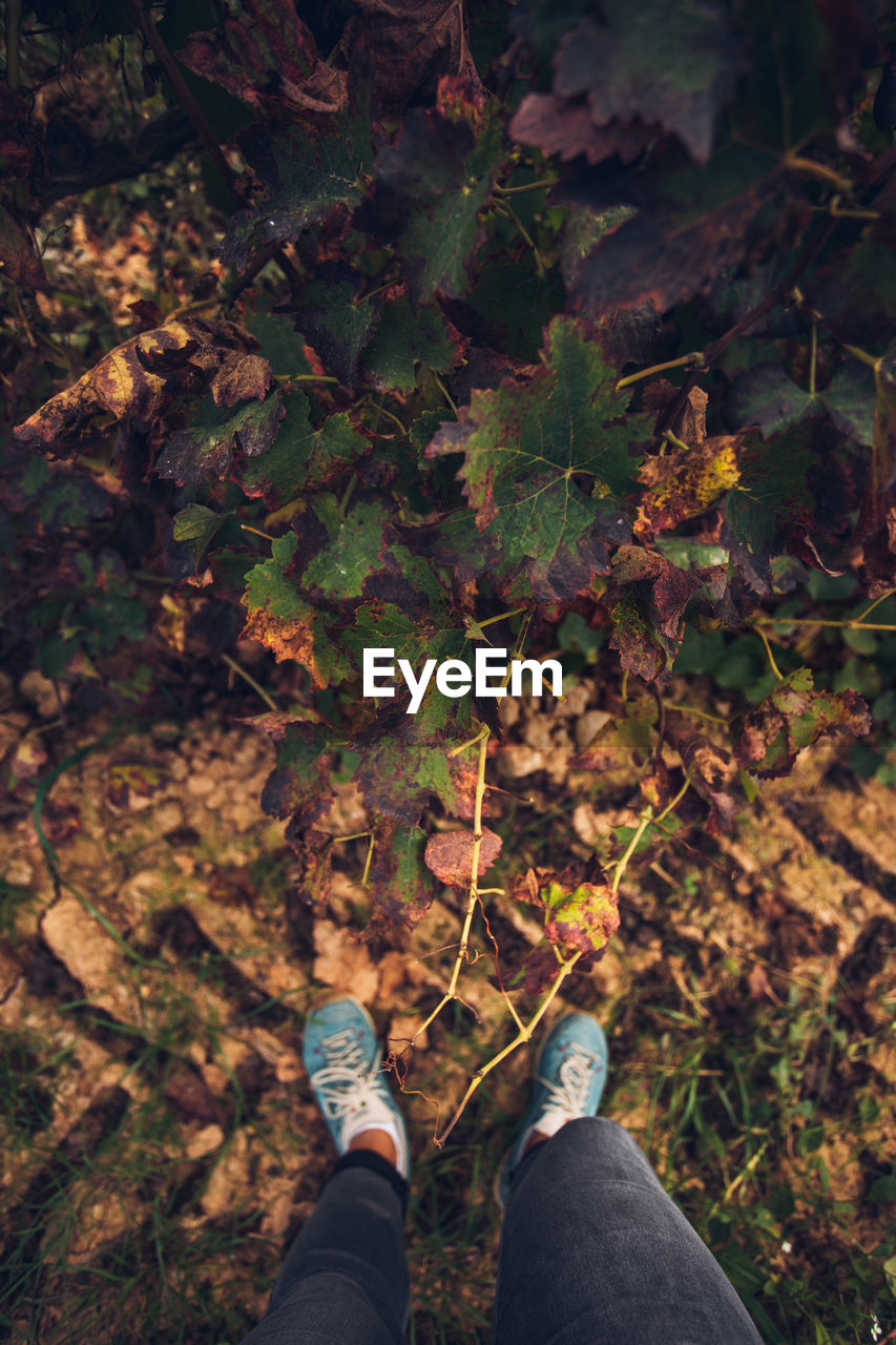 LOW SECTION OF PERSON STANDING BY LEAVES ON LAND