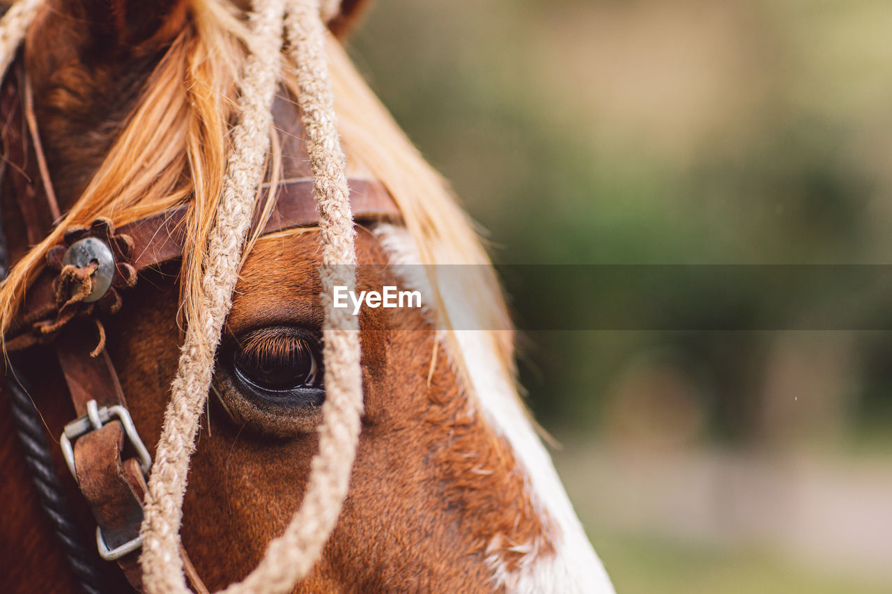 Close-up of a horse