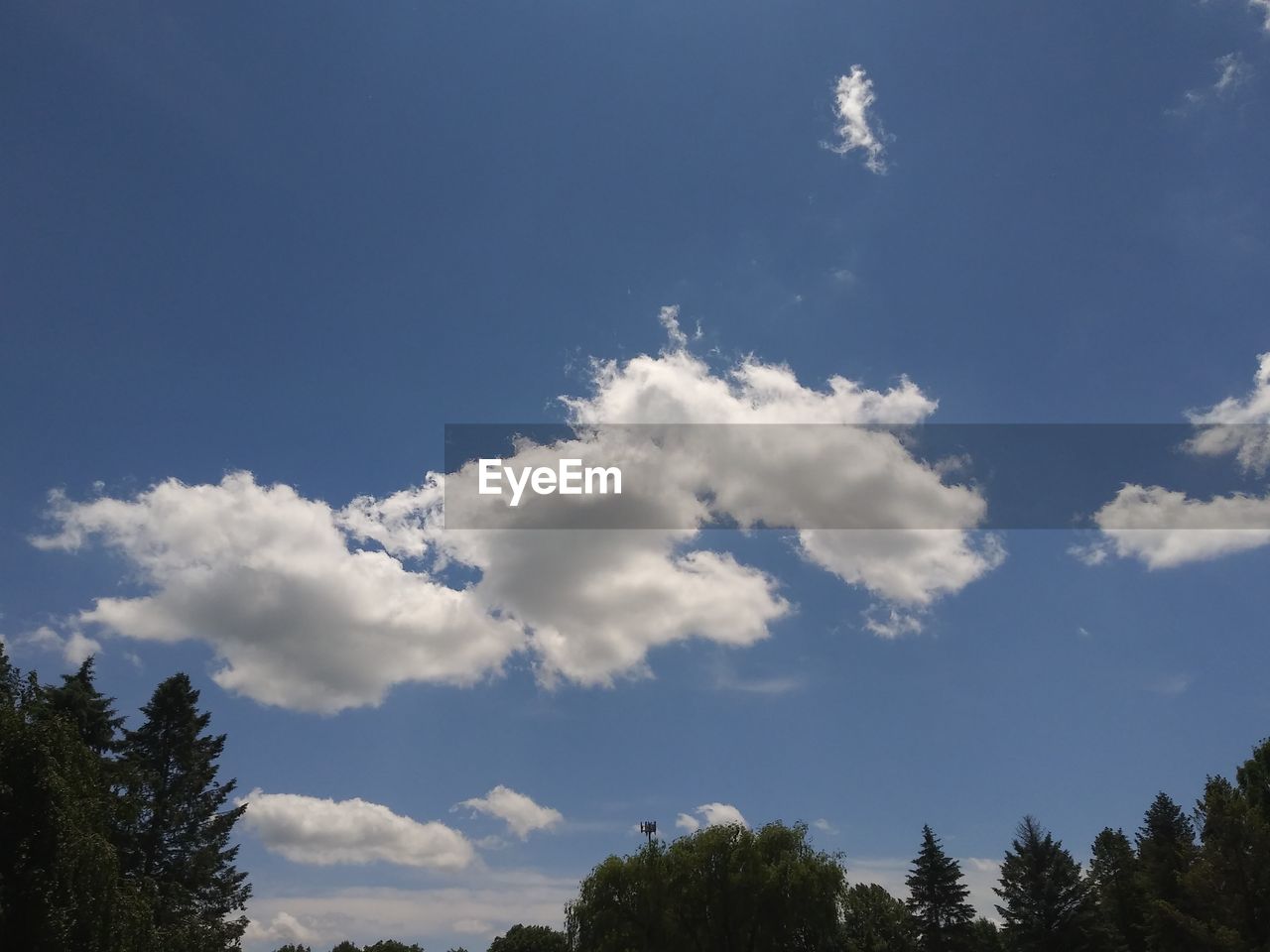 LOW ANGLE VIEW OF SKY AND TREES AGAINST BLUE CLOUDY DAY