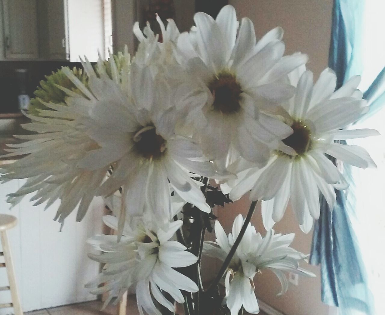 CLOSE-UP OF WHITE FLOWERS BLOOMING