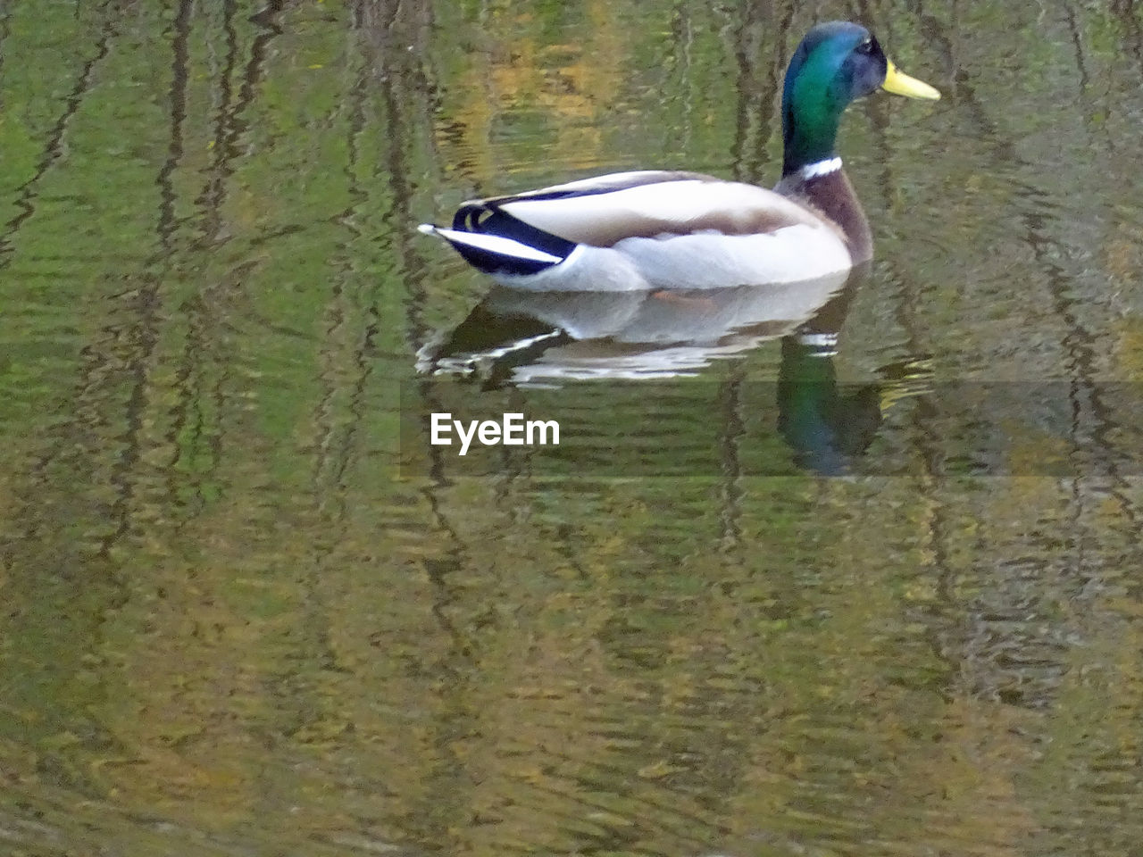 DUCK SWIMMING ON LAKE