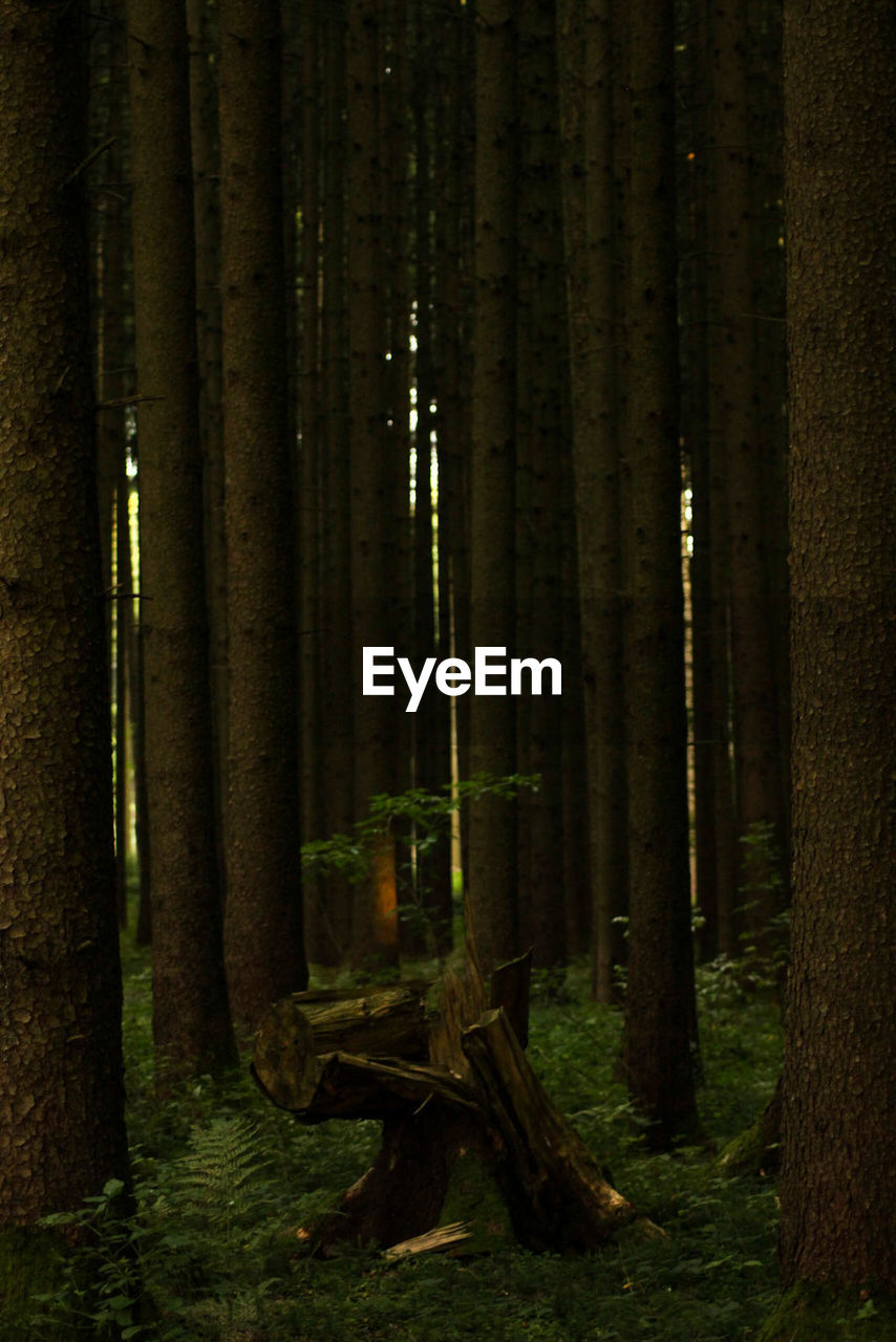 VIEW OF TREES IN FOREST