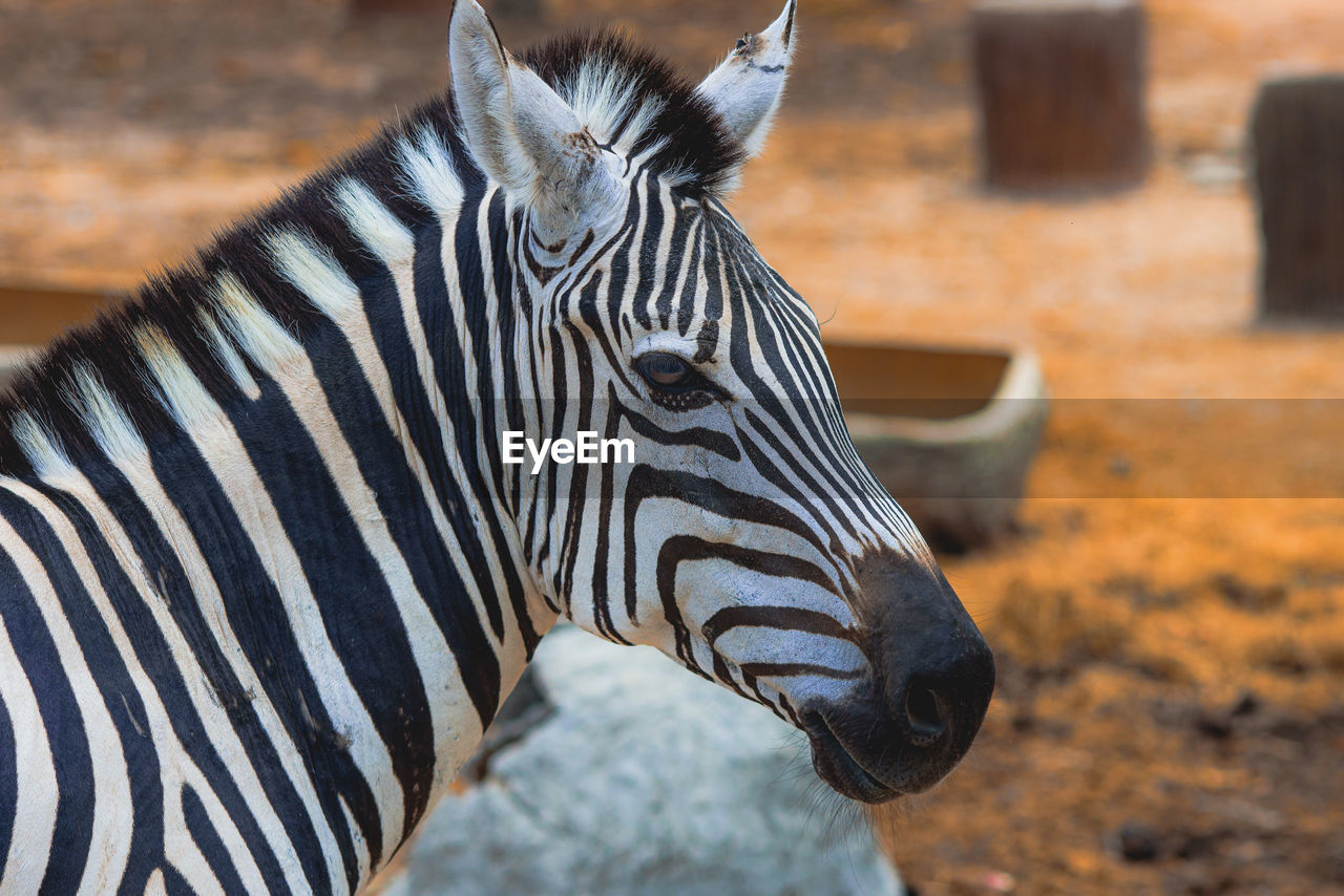 Zebra in the natural zoo.