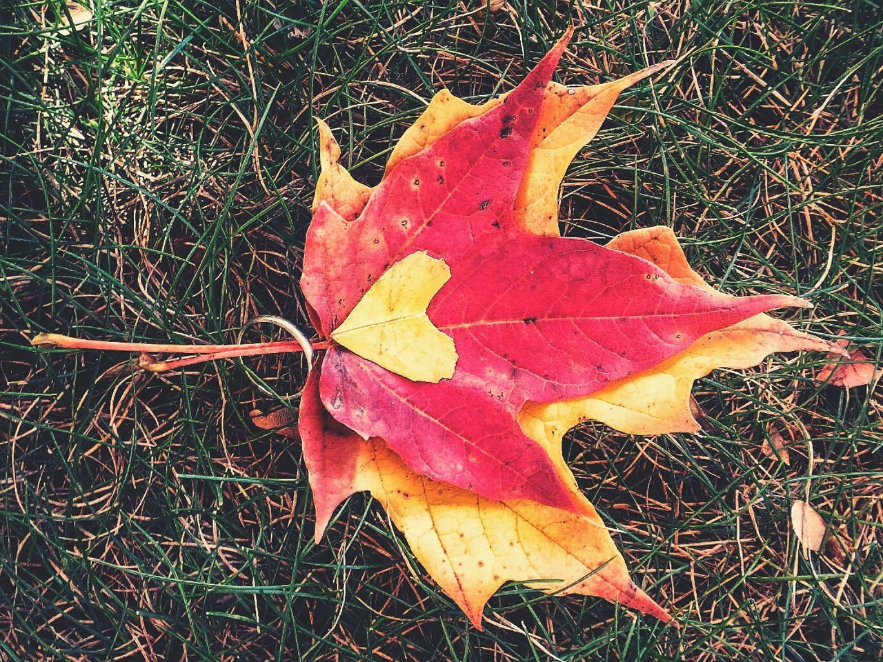 Close-up of fallen maple leaf on grassy field