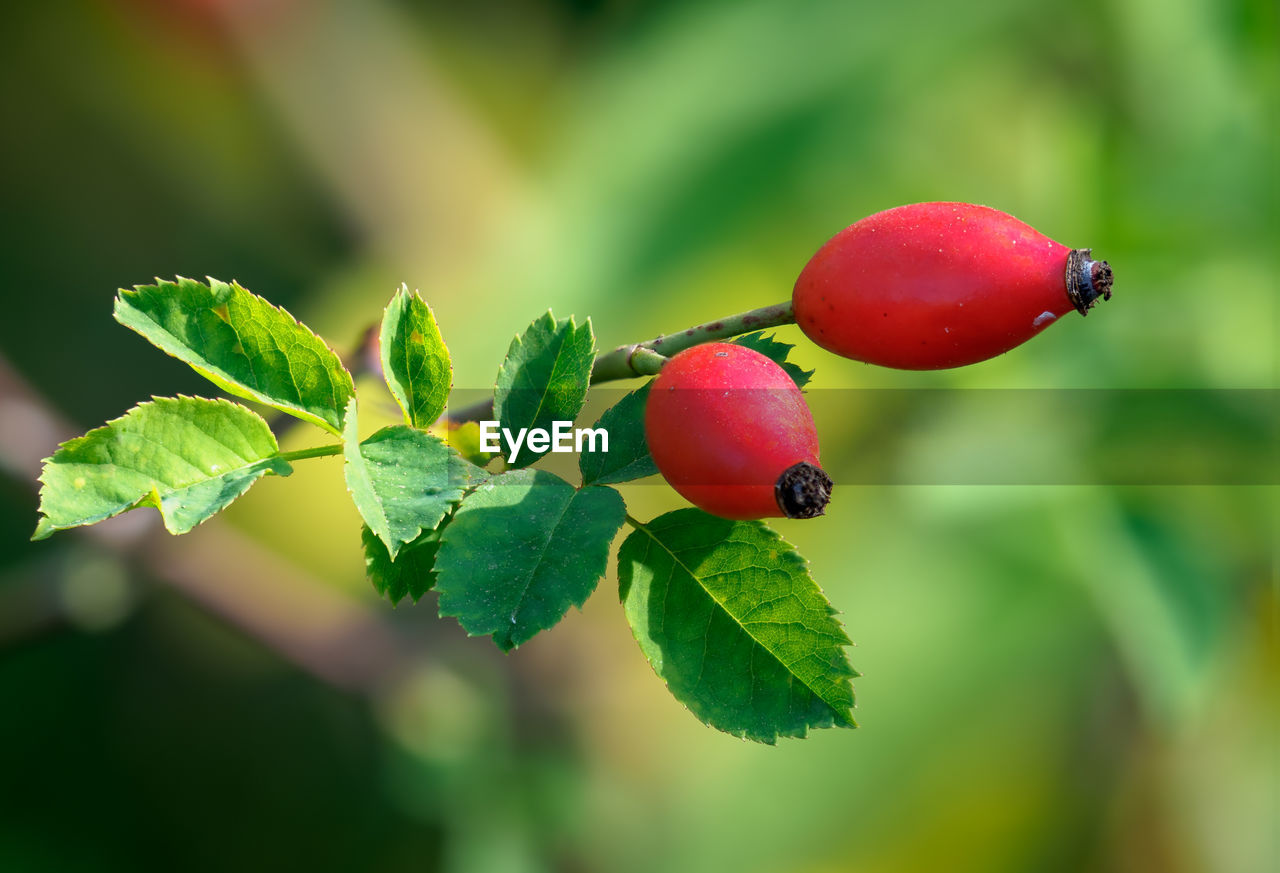 CLOSE-UP OF CHERRIES ON PLANT