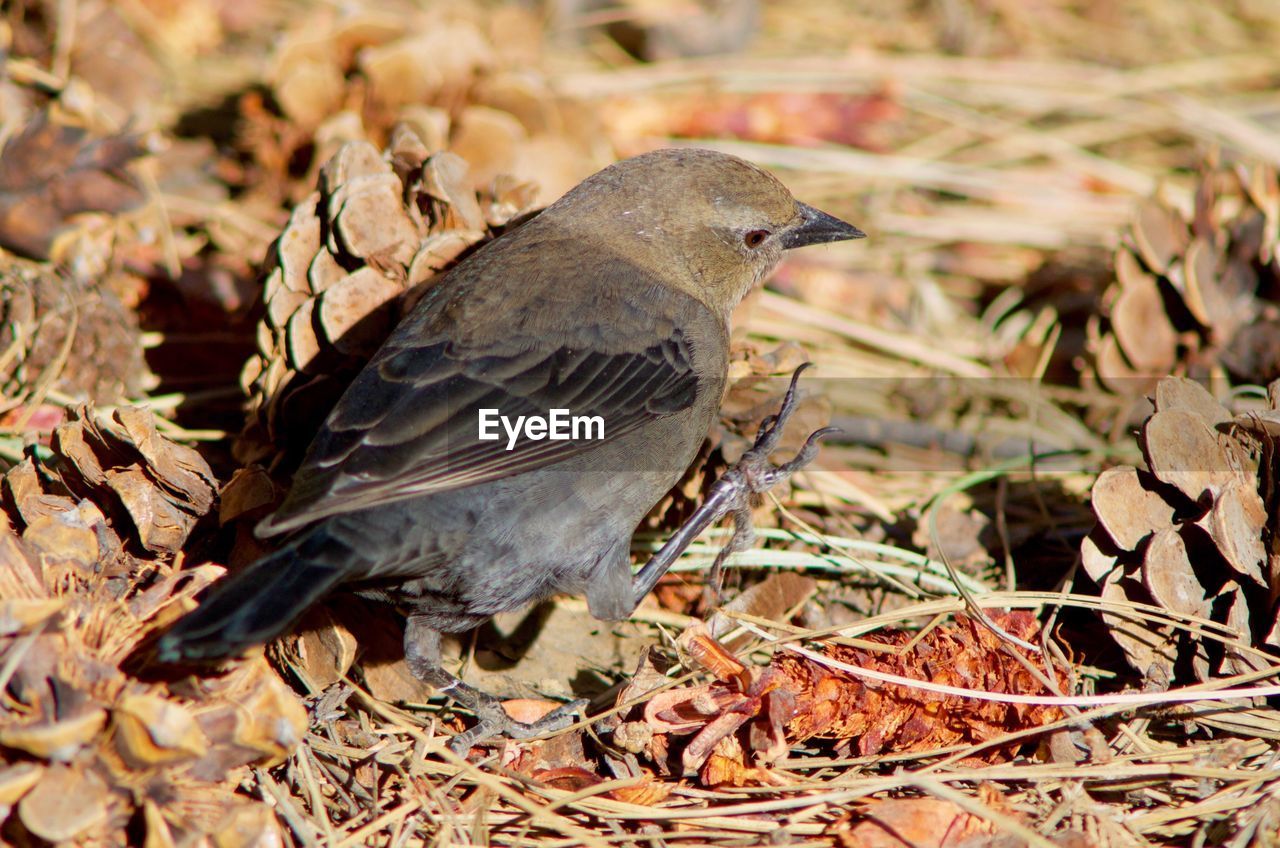 Close-up of bird