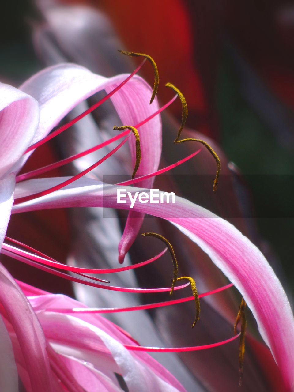 Close-up of pink flower